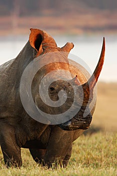 Rhino Pose photo