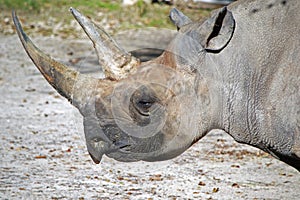 Rhino Profile