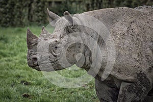 Rhino profile