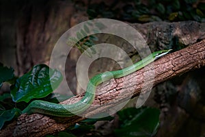 Rhino Rat snake, Gonyosoma boulengeri, viper from Vietnam and China. Green snake in the vegetation. Asia wildlife