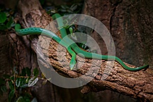 Rhino Rat snake, Gonyosoma boulengeri, viper from Vietnam and China. Green snake in the vegetation. Asia wildlife