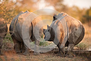 Rhino rear ends photo