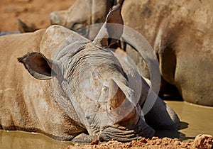 Rhino, relax and water in natural habitat in African national park, wildlife and waterhole in nature for hydration