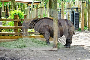Rhino is resting photo