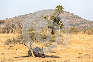 Rhino Resting Under Tree Landscape