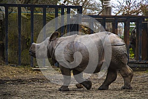Rhino rhino running around the zoo and having fun