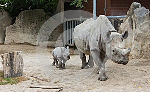 Rhino rhinoceros animal baby zoo animals take care of babies