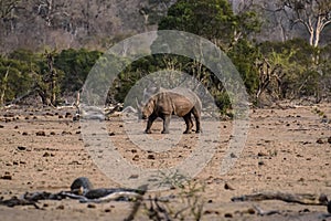 Rhino or Rhinoceros, with horns in tact,