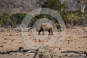 Rhino or Rhinoceros, with horns in tact, photo