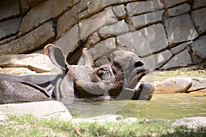 Rhino Rhinoceros in Water photo