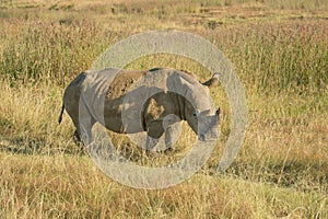 Rhino or Rhinoceros showing rhino horn