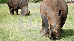 Rhino Rhinoceros Standing and Grazing in the African Savannah