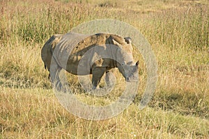Rhino or Rhinoceros surrounded by dry grass and horn clearly visible