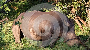 Rhino Rhinoceros in Wildlife Nature Kruger National Park