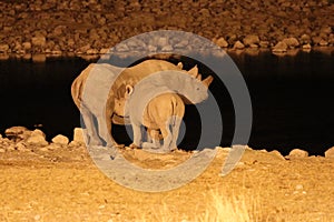 Rhino Rhinocerotidae with baby at the waterhole at night - Namibia Africa photo