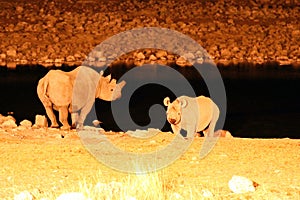 Rhino Rhinocerotidae with baby at the waterhole at night - Namibia Africa