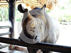 Rhino Rhinocerotidae open mount waiting for food in natural zoo.