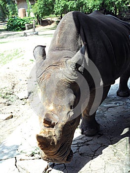 Rhino Rhinocerotidae open mount waiting for food in natural zoo. photo