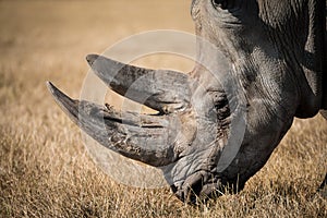 Rhino photo