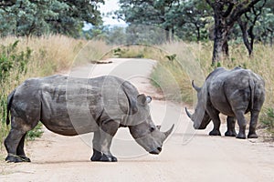 Rhino Roadblock photo