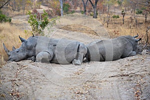 Rhino Roadblock in South Africa