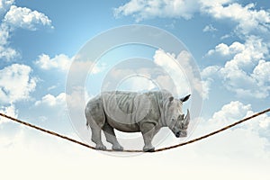 Rhino on rope