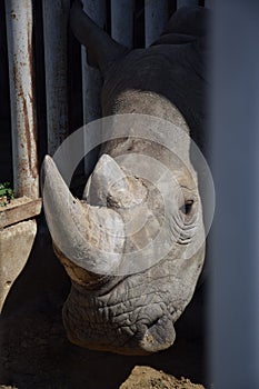 Rhino at the zoo