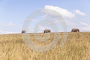 Rhino's Wildlife