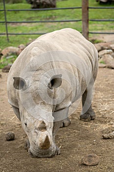 Rhino on a safari