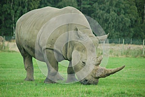 Rhino in the safari park