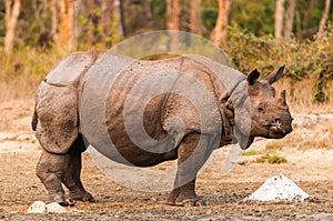 Rhino at salt lick