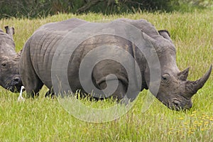 Rhino in the savannah