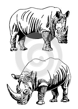 Graphical hand-drawn set of rhinos isolated on white,vector illustration