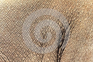 Rhino skin texture