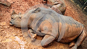 Rhino sleeping in the mud