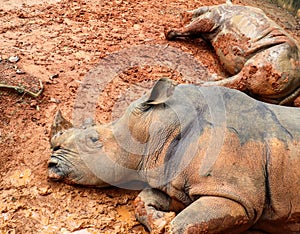 Rhino sleeping in the mud