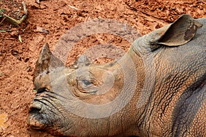 Rhino sleeping in the mud