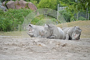 Rhino Snuggle