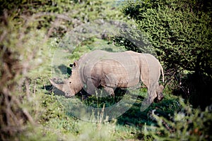 Rhino in South Africa