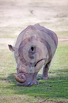 Rhino , South Africa