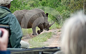 Rhino in South African game park running from rangers