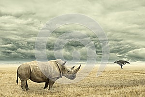 Rhino standing in dry African savana with heavy dramatic clouds above