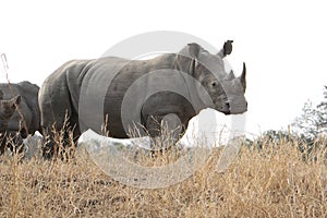 Rhino standing in dry bush