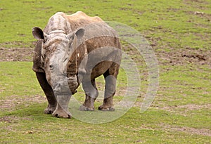 Rhino standing on a field of grass