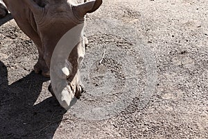 Rhino standing on the ground during daytime