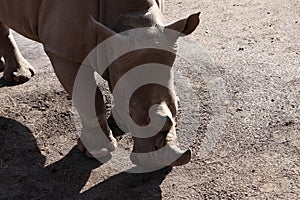 Rhino standing on the ground during daytime