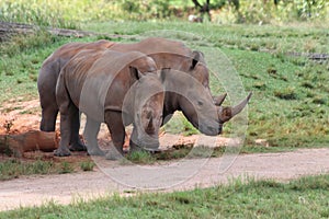 Rhino standing in Steve Irwin wildlife zoo in Brisbane in Australia photo