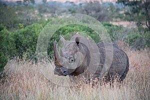 Rhino standing in the grass with birds on his back