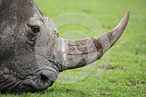 Rhino step