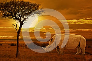 Rhino at sunset. African background of amazing sunset and sunrise